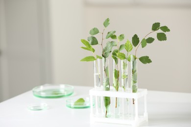 Laboratory glassware with plants on white table, space for text