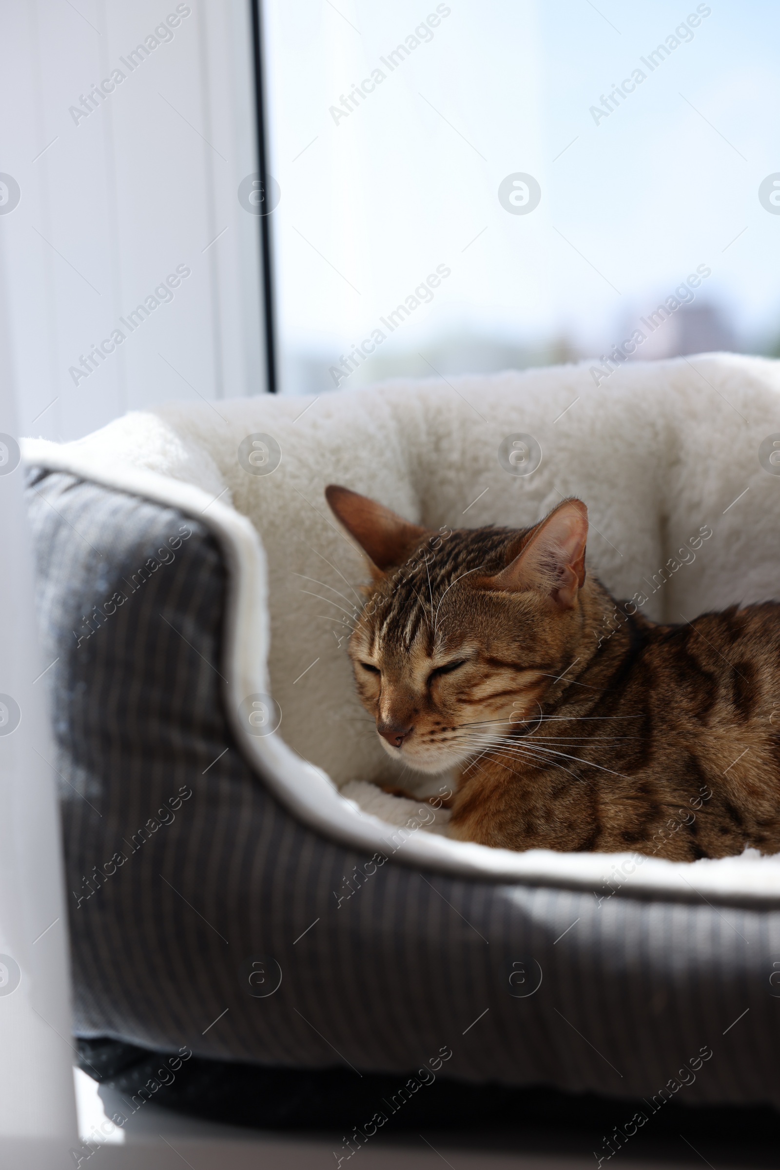 Photo of Cute Bengal cat lying on pet bed on windowsill at home