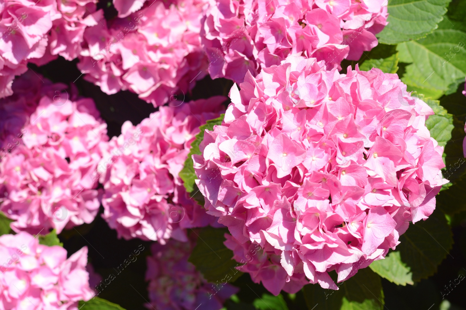 Photo of Beautiful hydrangea plant with pink flowers outdoors, closeup