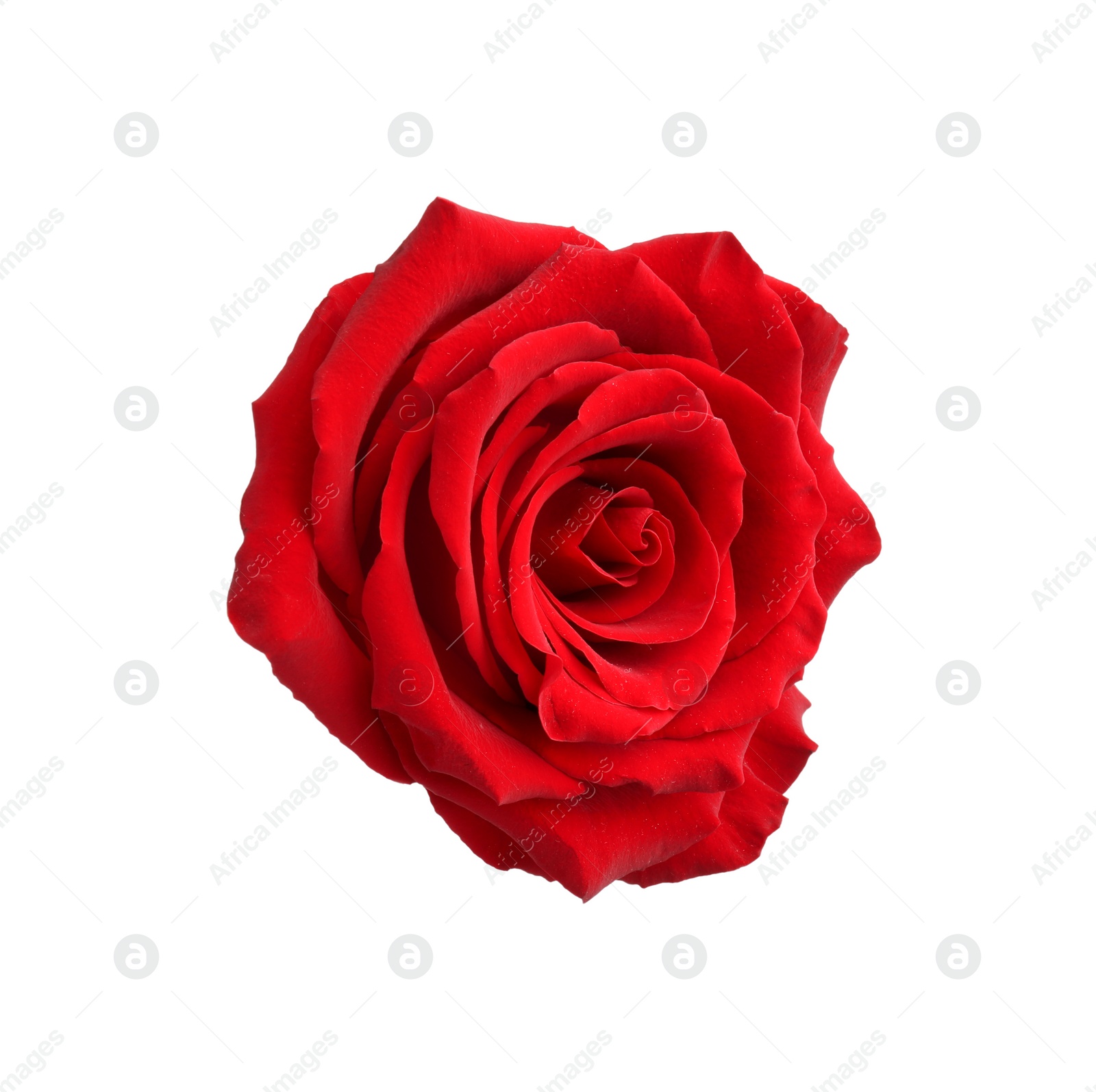 Photo of Beautiful fresh red rose isolated on white