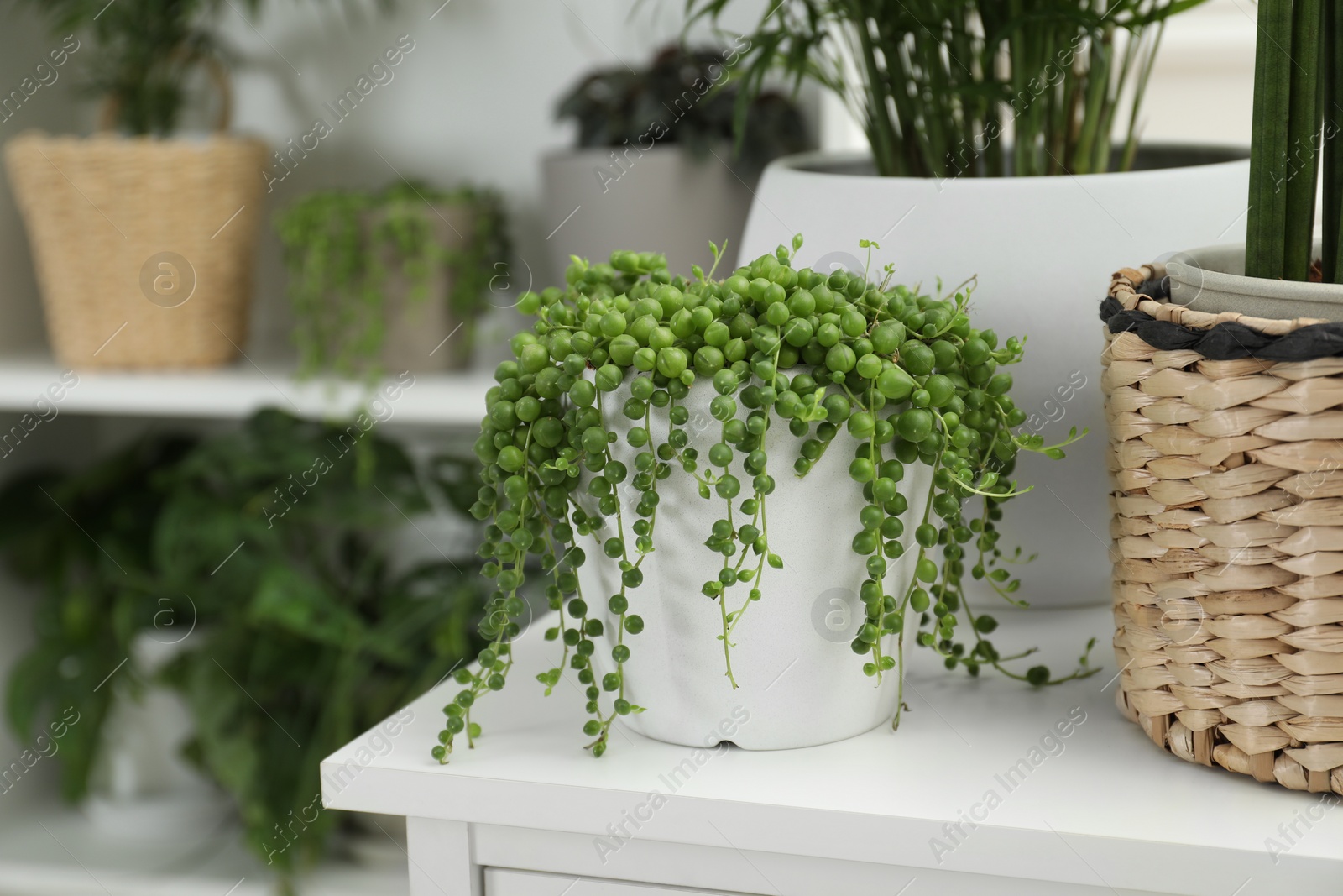 Photo of Green potted houseplants on shelves and chest of drawers indoors, closeup