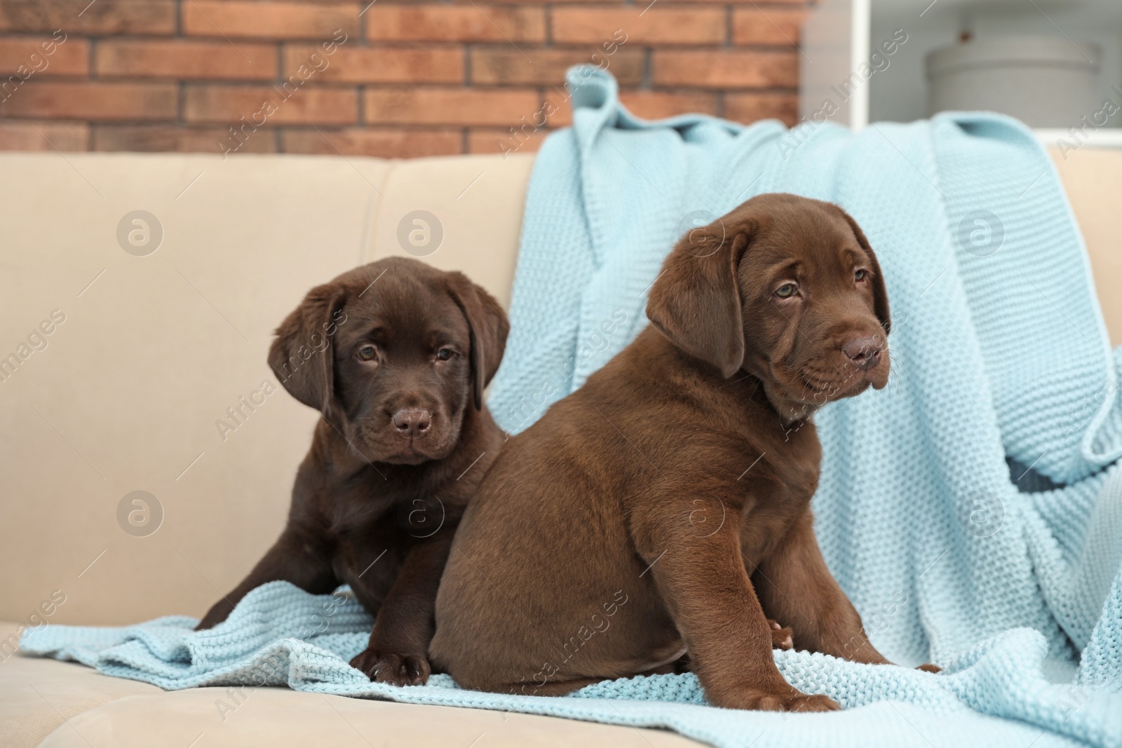 Photo of Chocolate Labrador Retriever puppies with blanket on sofa indoors