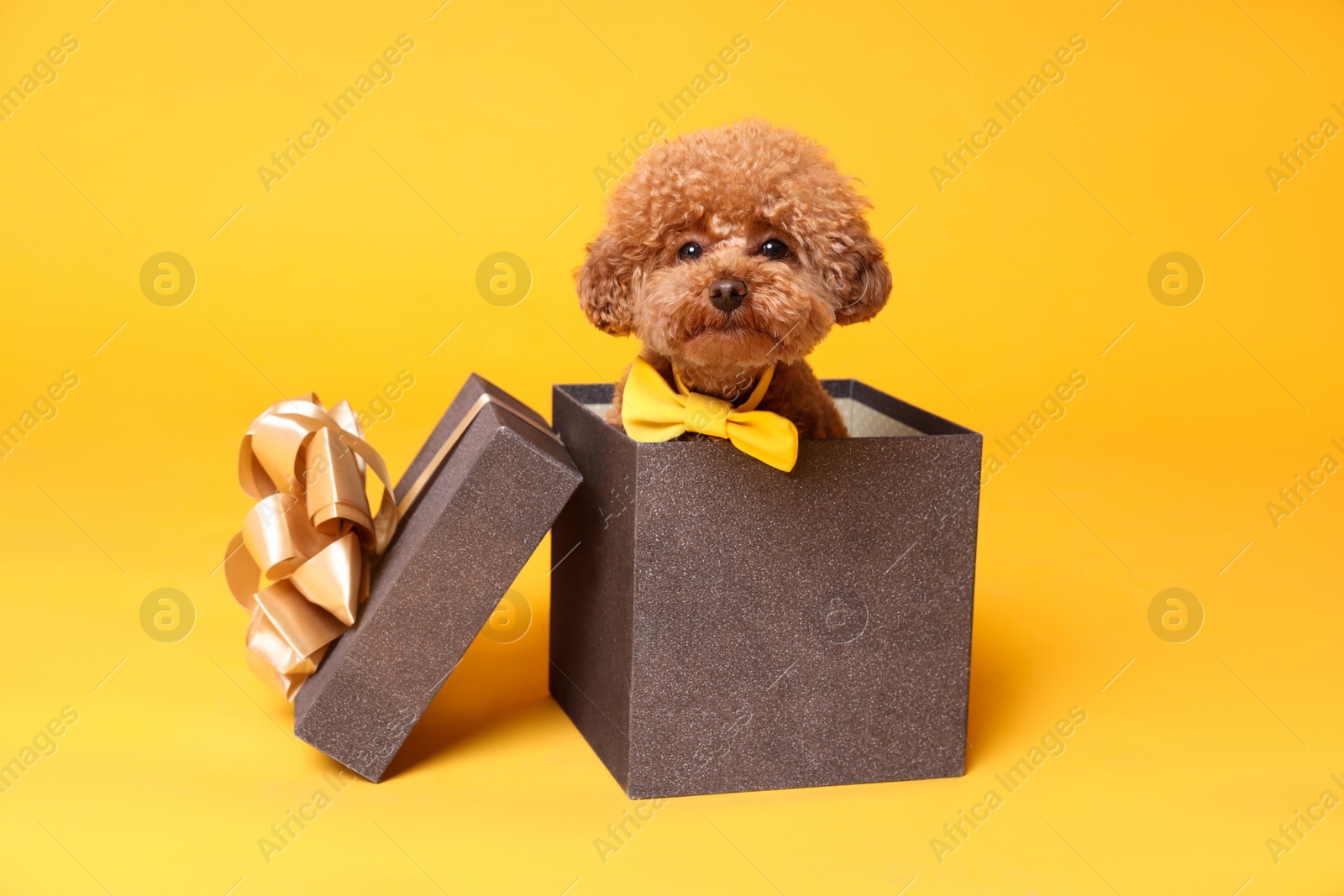 Photo of Cute Maltipoo dog with yellow bow tie in gift box on orange background