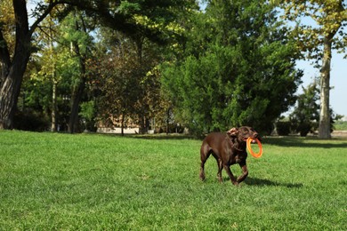 Photo of Cute German Shorthaired Pointer dog playing with flying disk in park