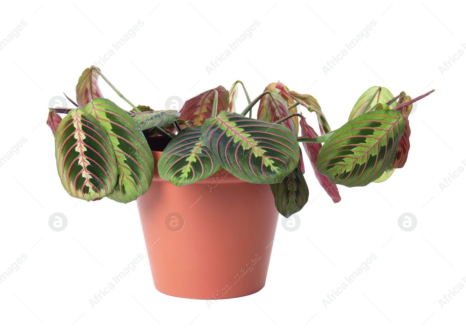 Photo of Potted home plant with leaf blight disease on white background