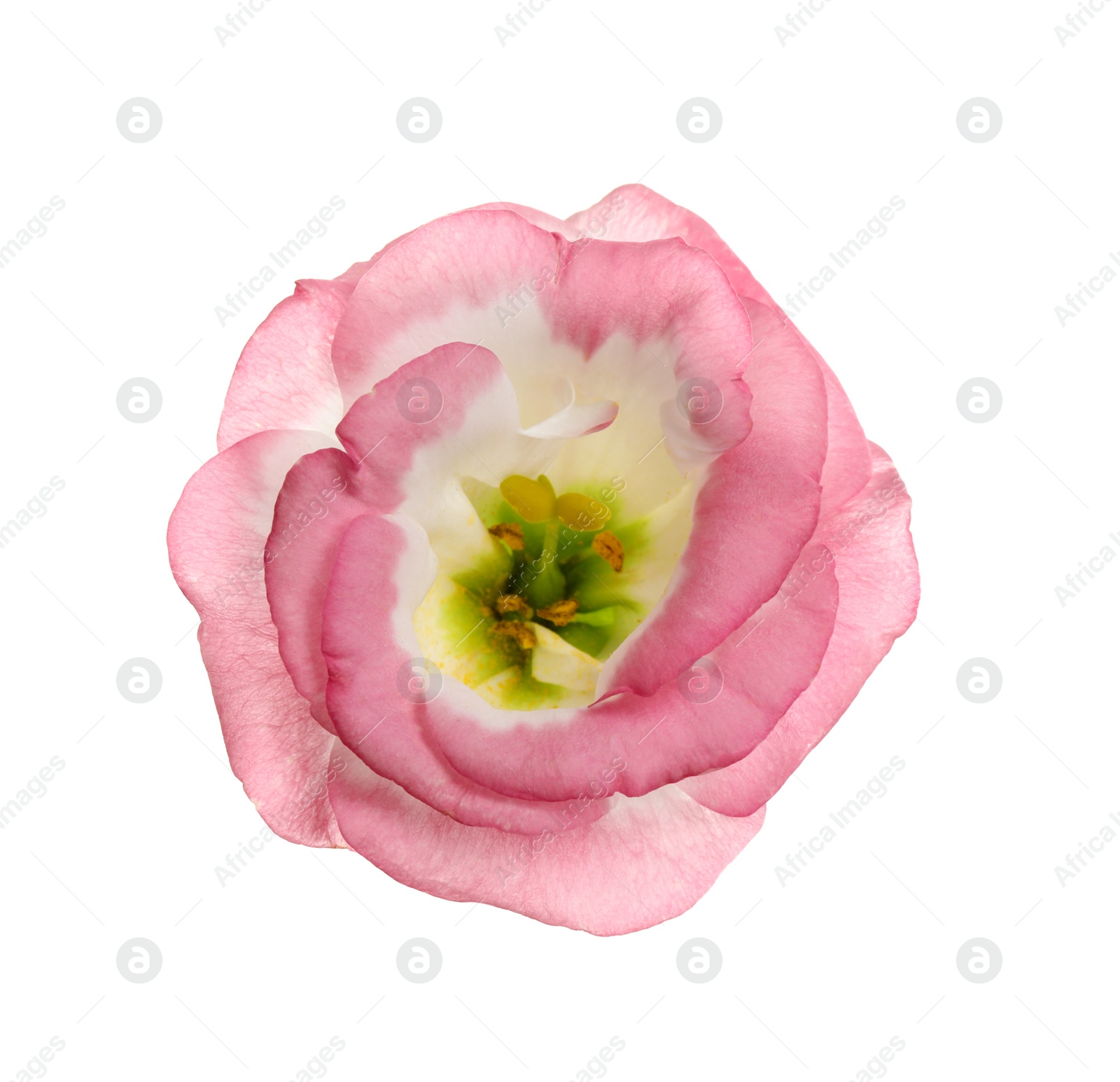 Photo of Beautiful fresh Eustoma flower on white background