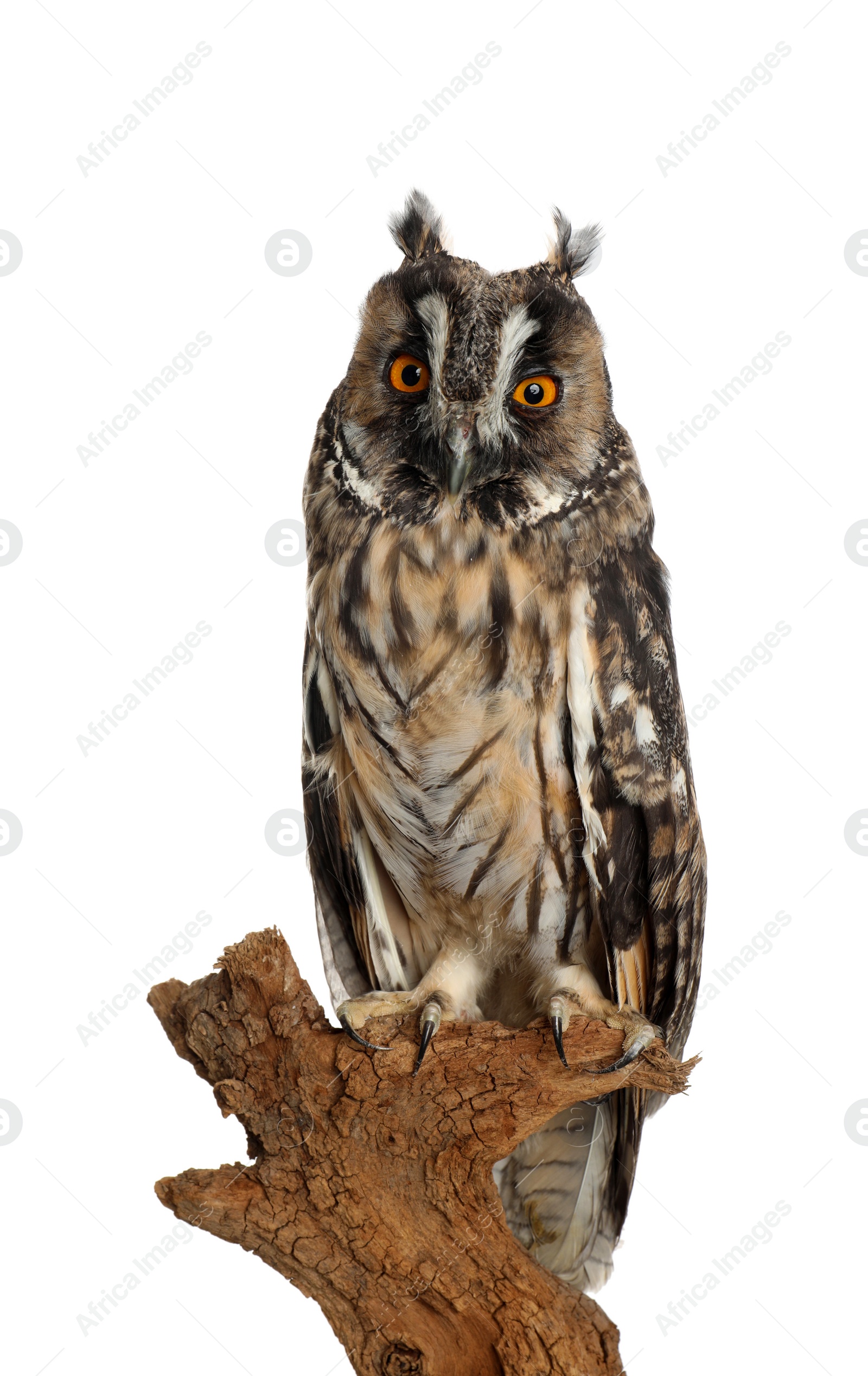 Photo of Beautiful eagle owl on twig against white background. Predatory bird