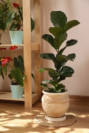 Photo of Beautiful houseplants in pots indoors. House decor