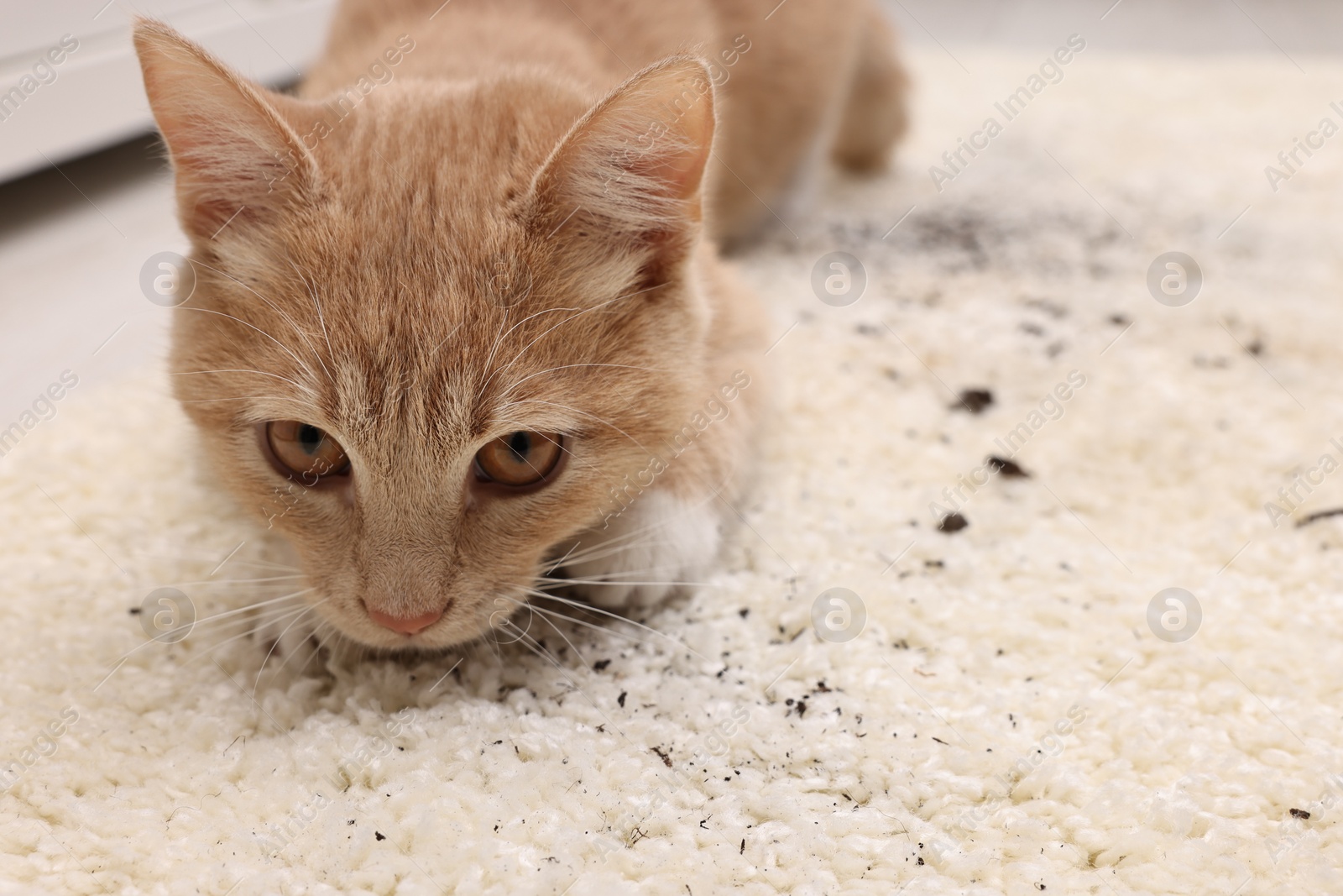 Photo of Cute ginger cat on carpet with scattered soil indoors, closeup
