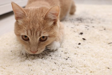 Cute ginger cat on carpet with scattered soil indoors, closeup