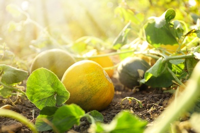 Photo of Fresh juicy melons growing in field on sunny day