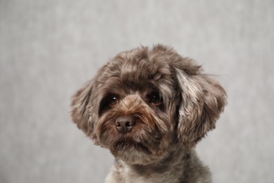 Photo of Cute Maltipoo dog on grey background. Lovely pet