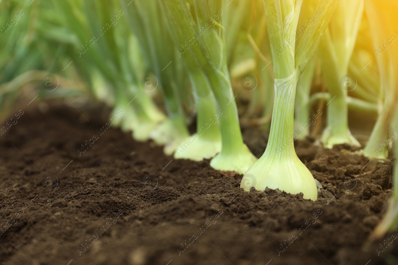 Photo of Green onions growing in field, closeup. Harvest season