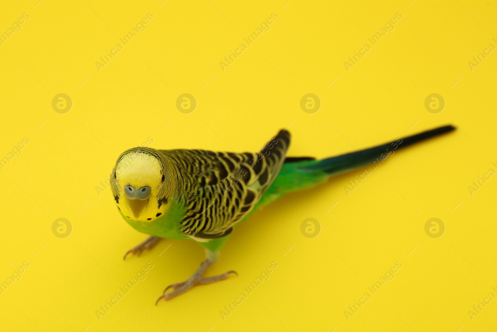 Photo of Beautiful parrot on yellow background. Exotic pet