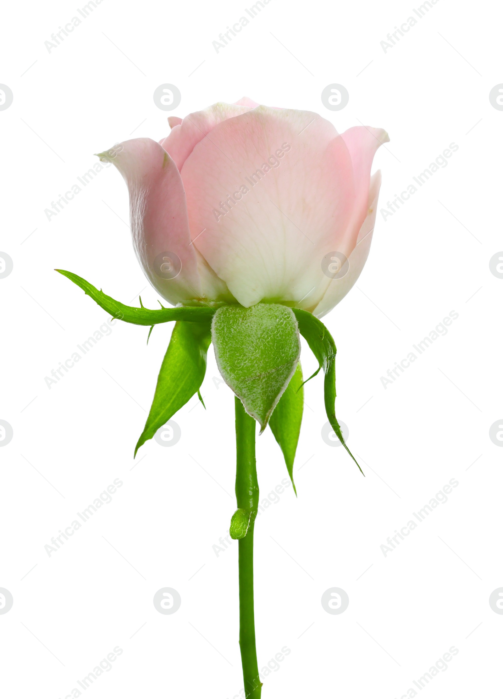 Photo of Beautiful rose with tender petals isolated on white