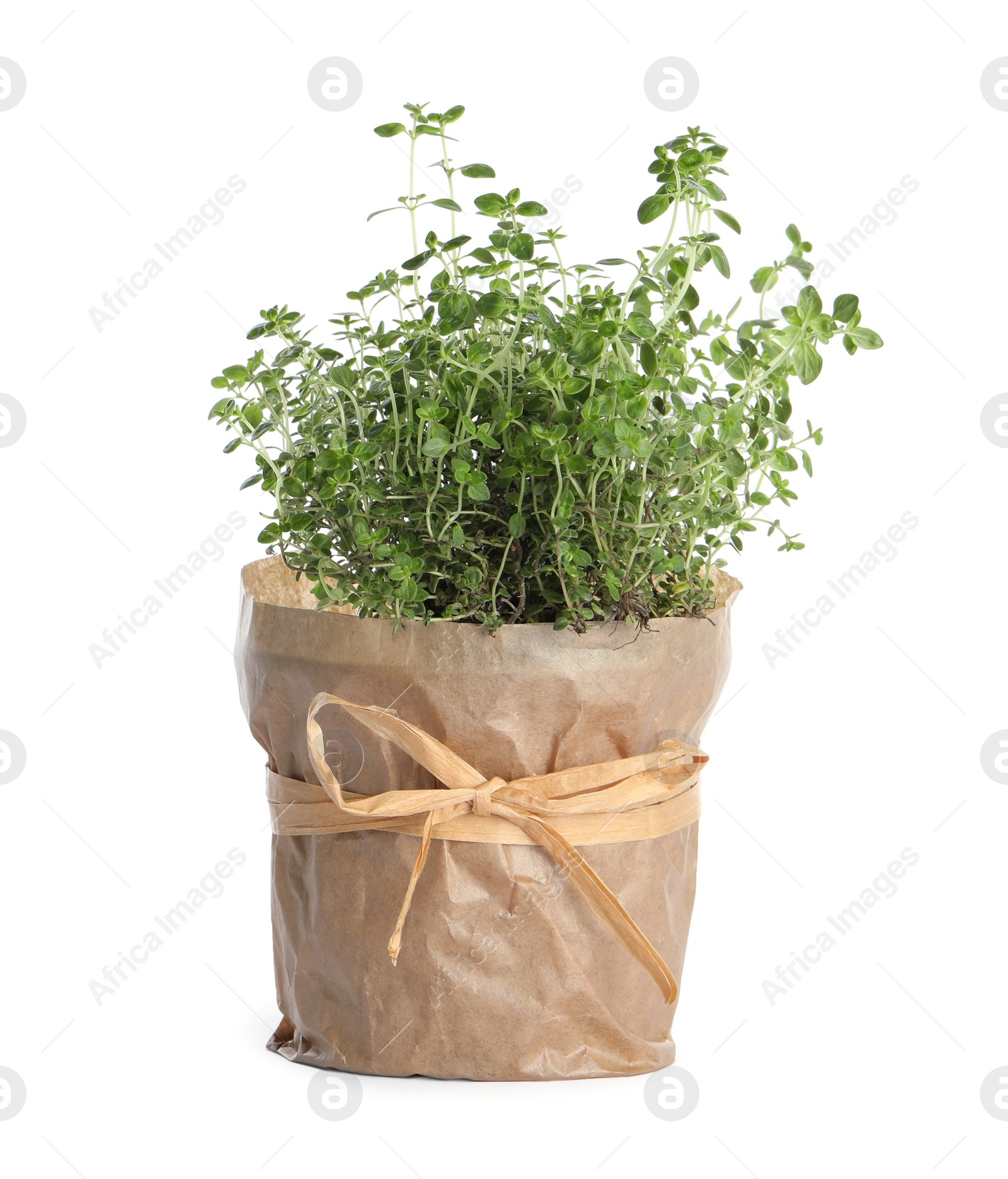 Photo of Aromatic green potted thyme isolated on white