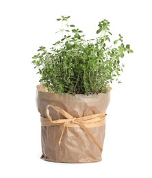 Aromatic green potted thyme isolated on white