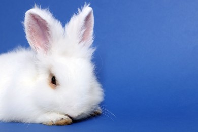 Fluffy white rabbit on blue background, closeup with space for text. Cute pet
