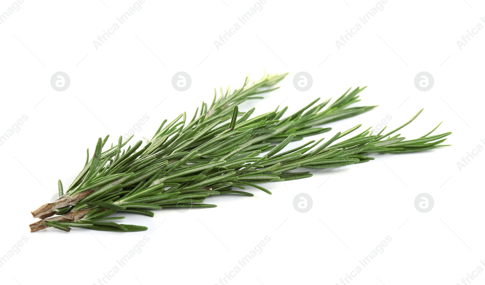 Photo of Fresh green rosemary isolated on white. Aromatic herb