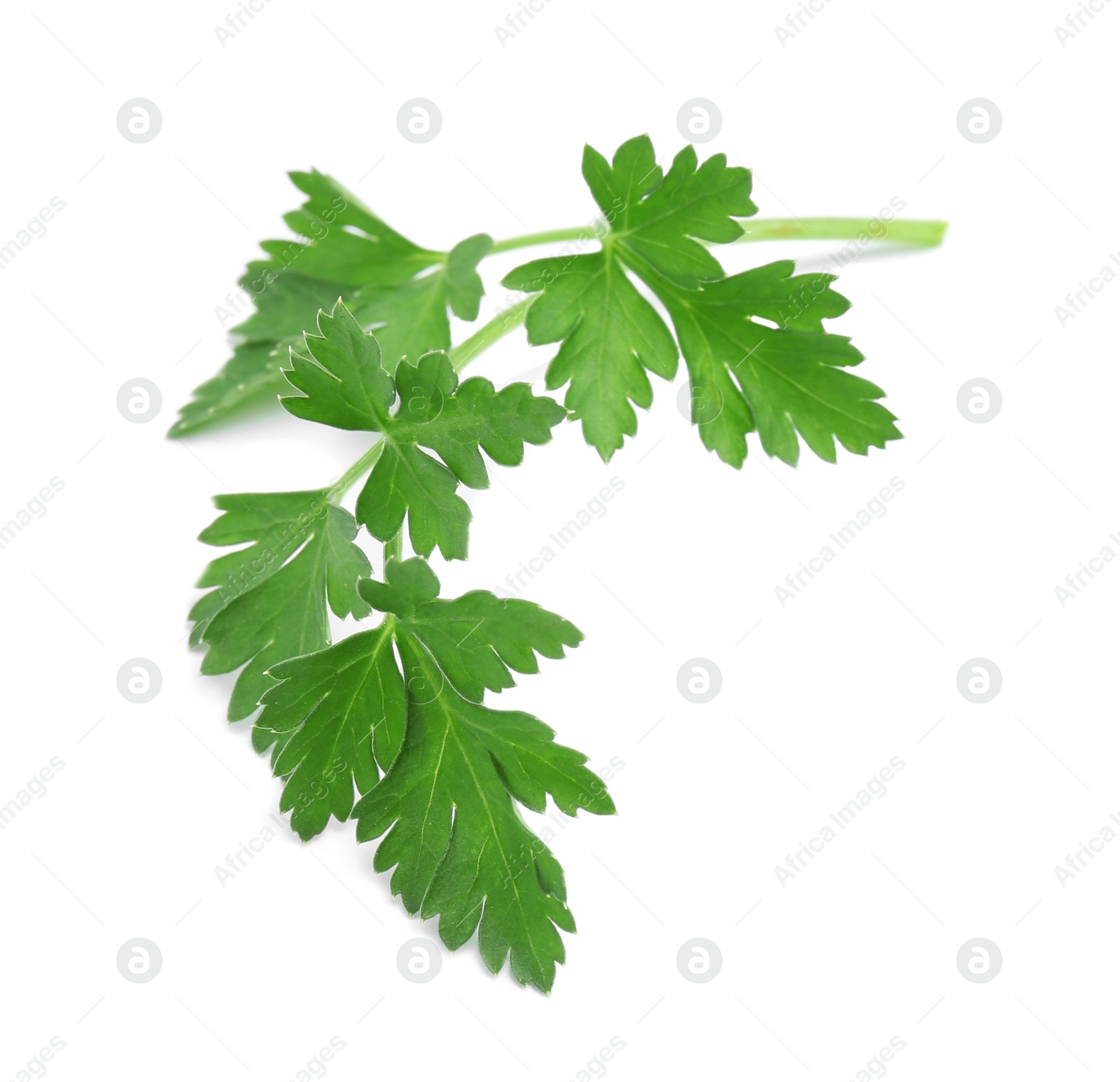 Photo of Leaves of fresh tasty parsley on white background