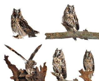 Image of Collage with photos of beautiful eagle owl on white background 