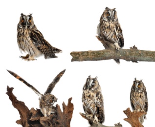 Collage with photos of beautiful eagle owl on white background 