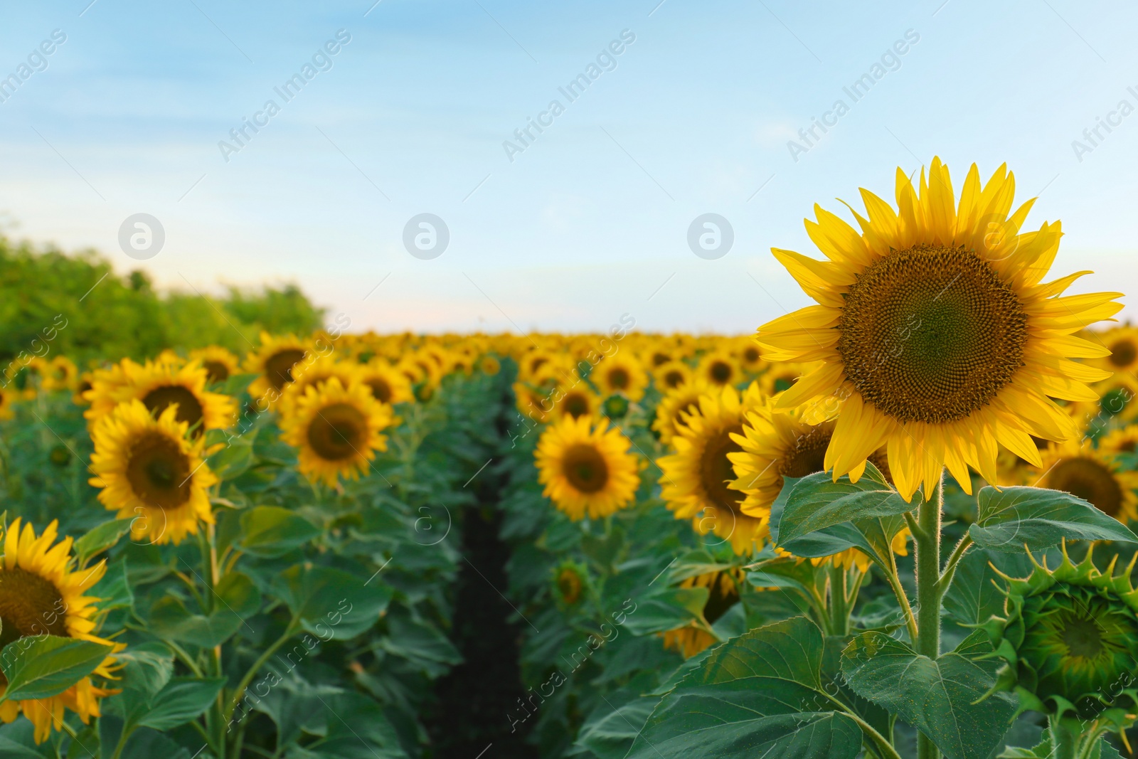Photo of Beautiful view of field with blooming sunflowers under sky on summer day