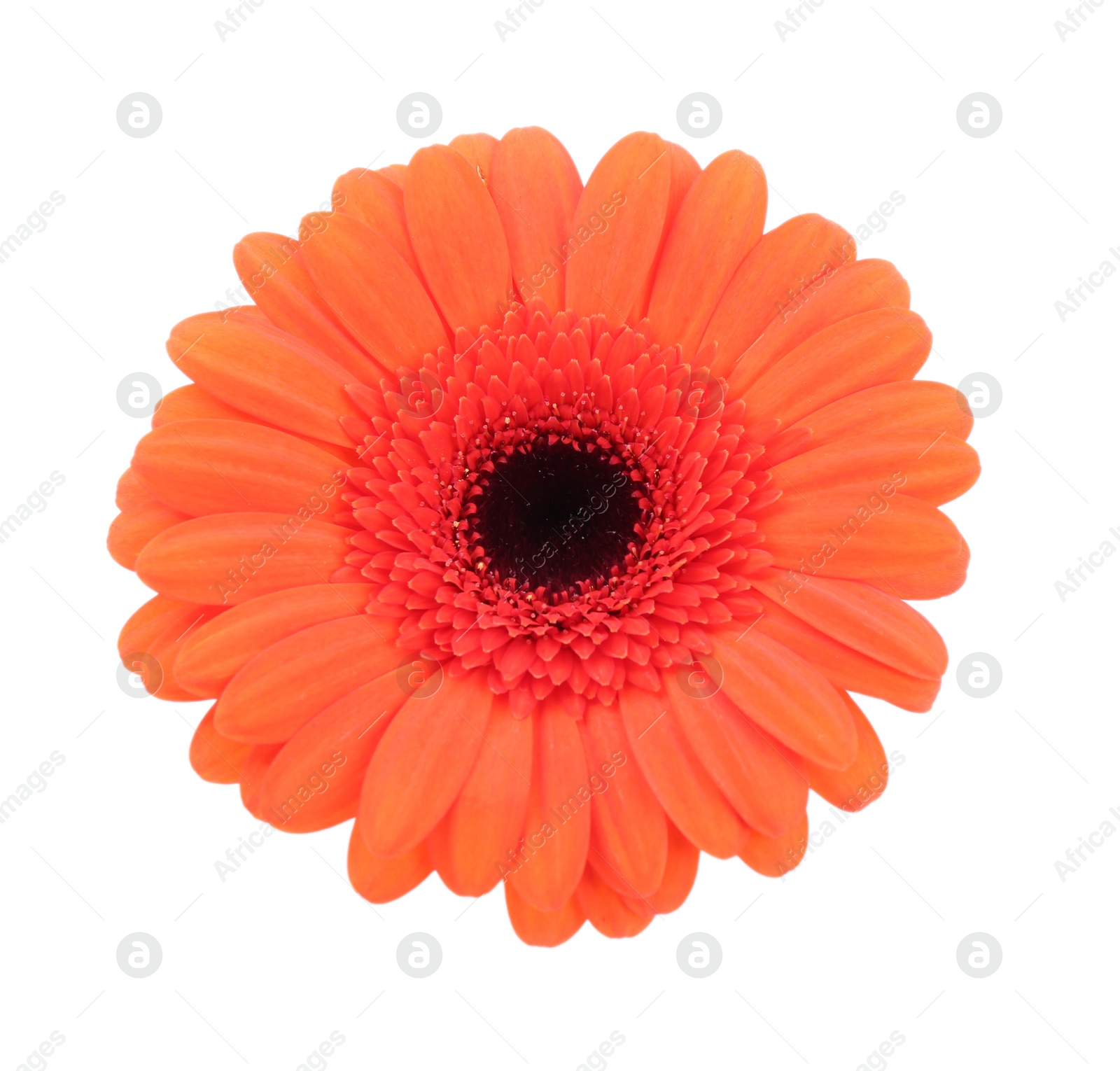 Photo of Beautiful orange gerbera flower isolated on white