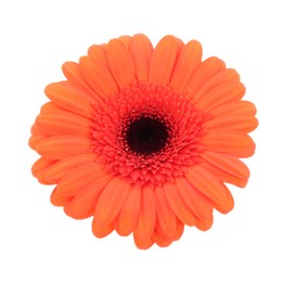 Photo of Beautiful orange gerbera flower isolated on white