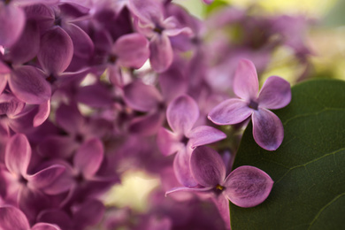 Photo of Closeup view of beautiful blossoming lilac shrub outdoors