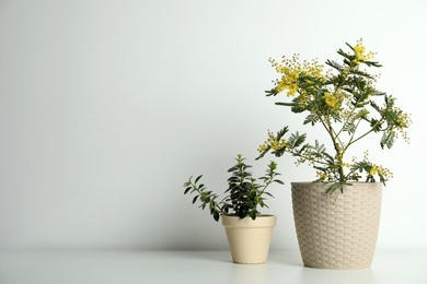 Photo of Composition with beautiful mimosa plant in pot on light grey table, space for text
