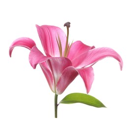 Photo of Beautiful pink lily flower isolated on white