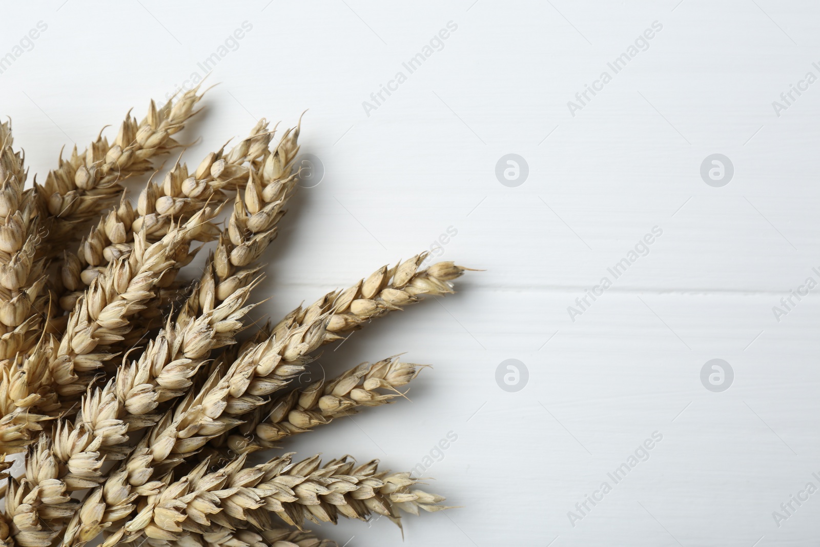 Photo of Dried ears of wheat on white wooden table, closeup. Space for text