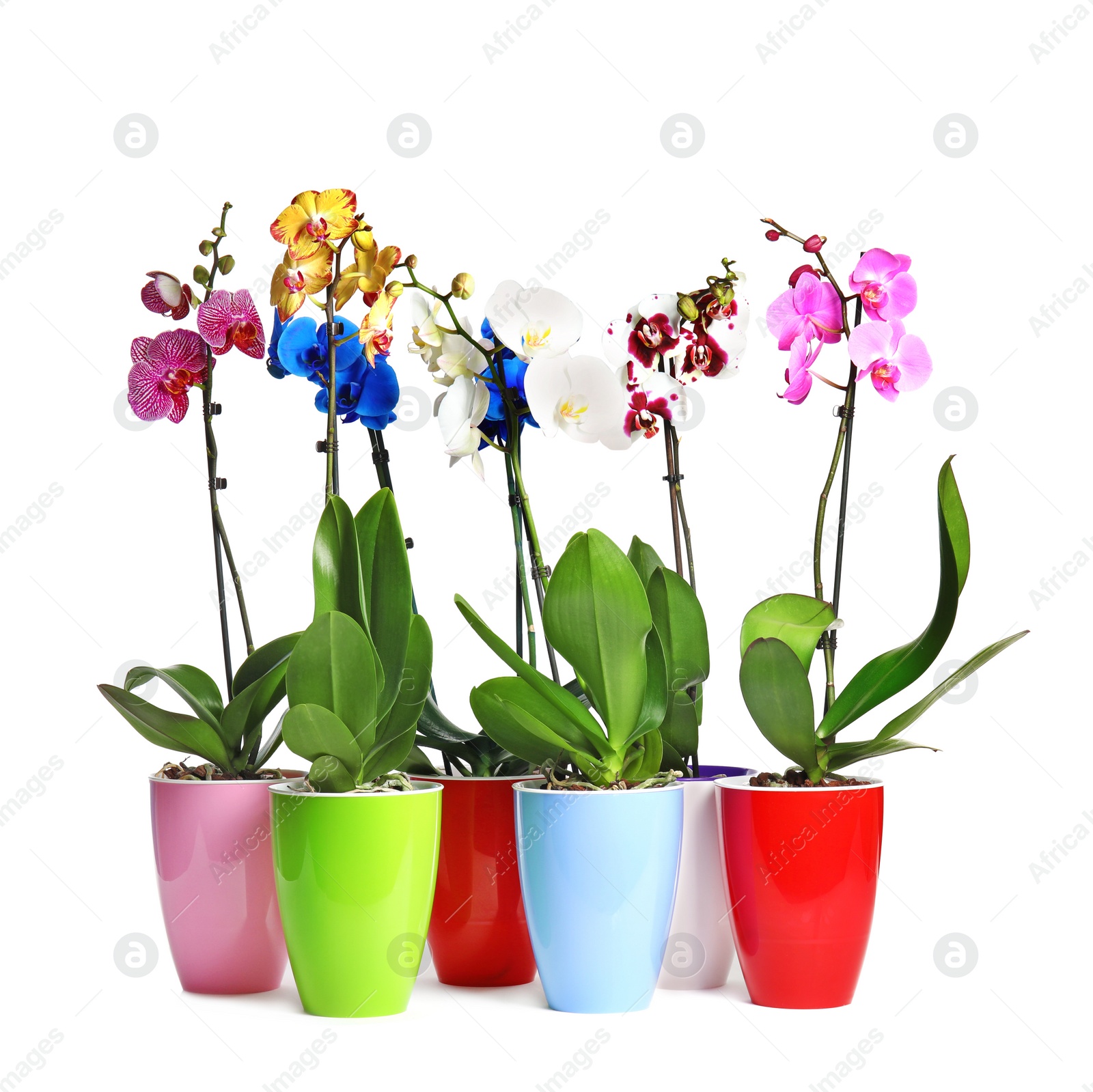 Photo of Beautiful tropical orchid flowers in pots on white background