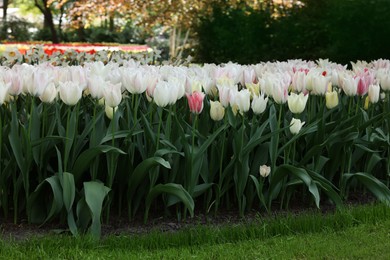 Photo of Beautiful tulip flowers growing in park. Spring season