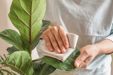 Photo of Woman wiping houseplant's leaves with cloth, closeup