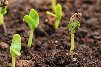 Little green seedlings growing in fertile soil