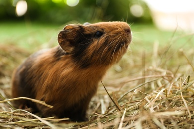 Photo of Cute funny guinea pig and hay outdoors, closeup