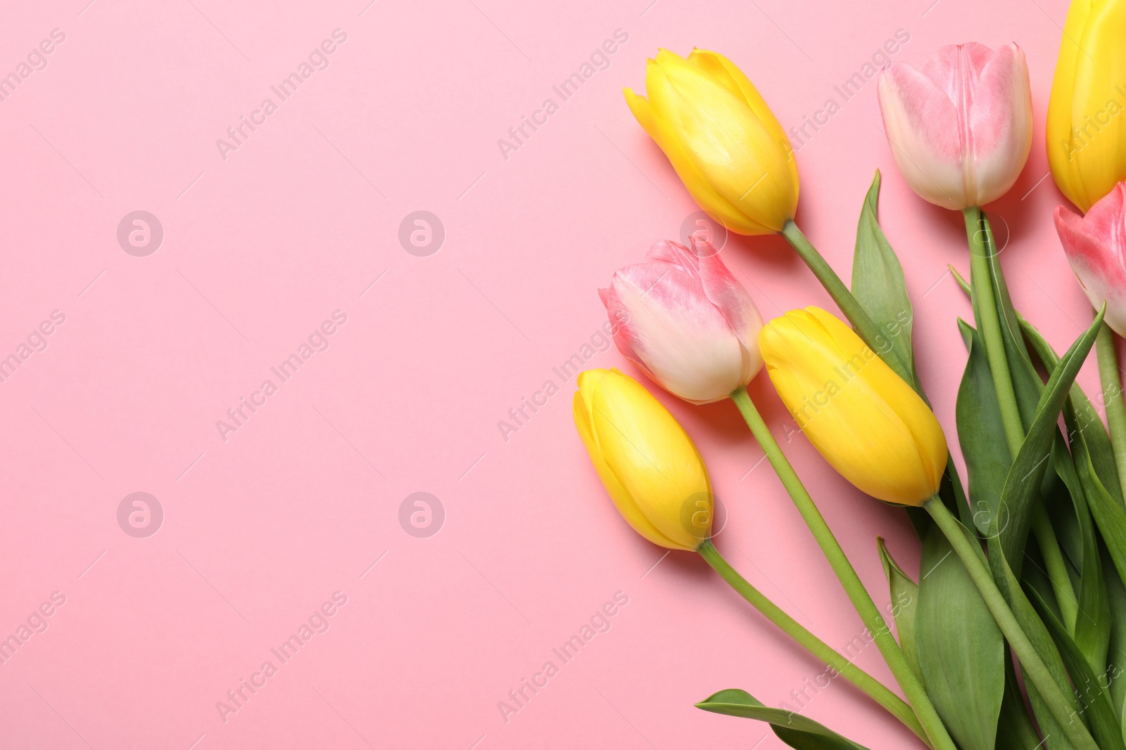 Photo of Beautiful colorful tulip flowers on pink background, flat lay. Space for text