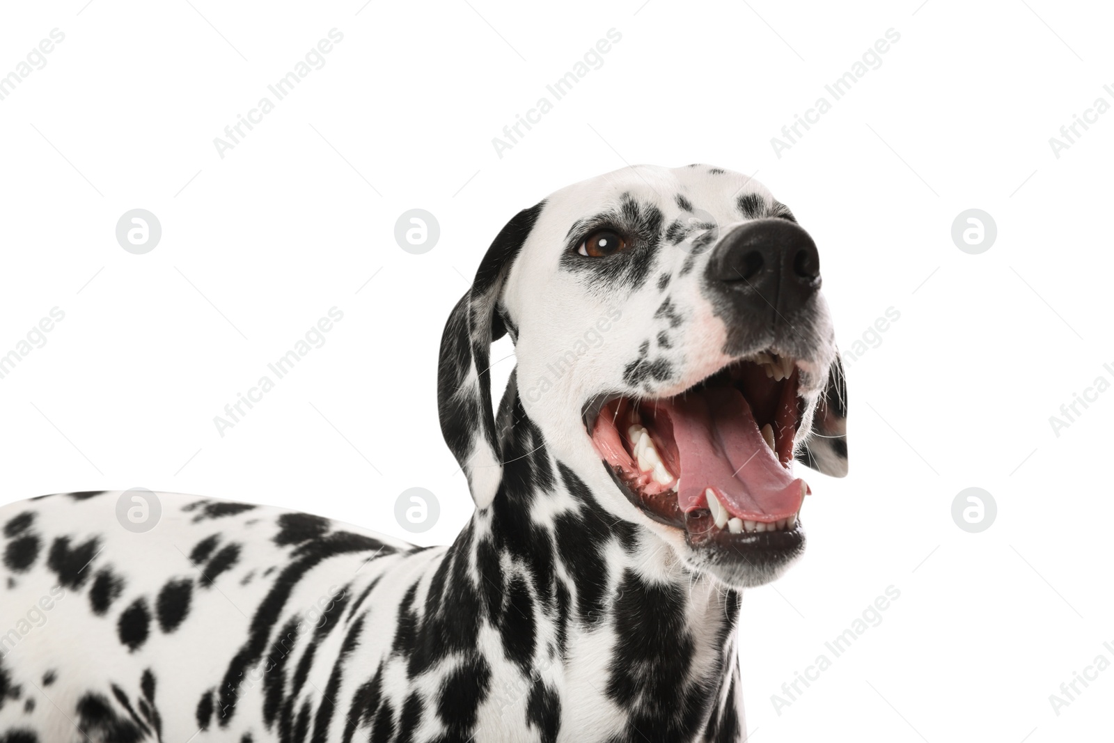 Photo of Adorable Dalmatian dog on white background. Lovely pet