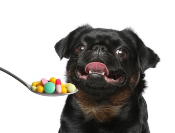 Image of Adorable black Petit Brabancon dog and spoon full of different pills on white background. Vitamins for animal 
