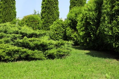 Photo of Wonderful green thuja plants growing in garden. Picturesque landscape