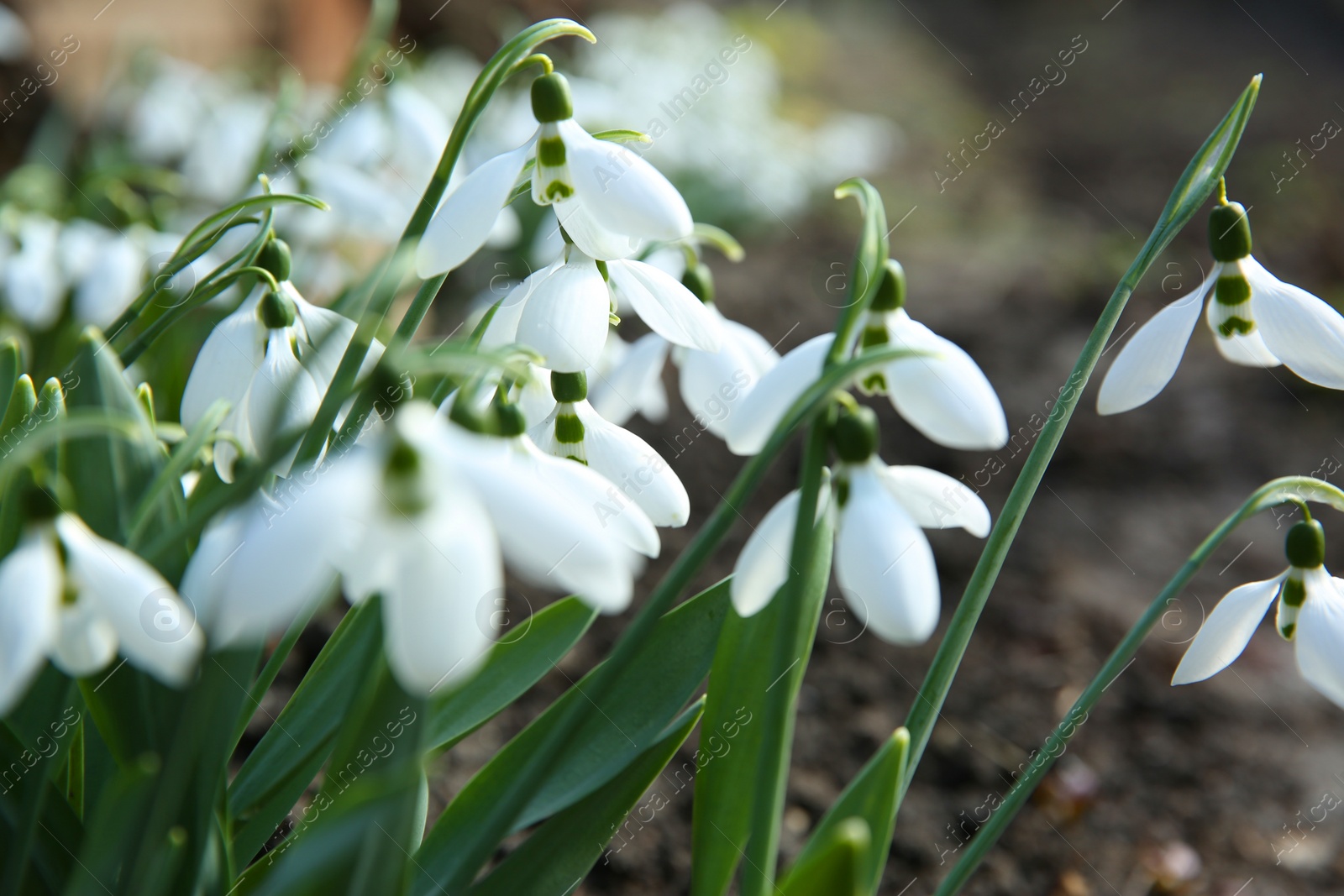 Photo of Beautiful snowdrops growing in garden, closeup. Spring flowers