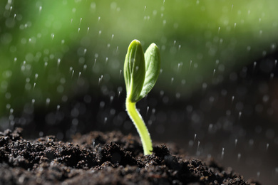 Sprinkling water on little green seedling growing in soil, closeup