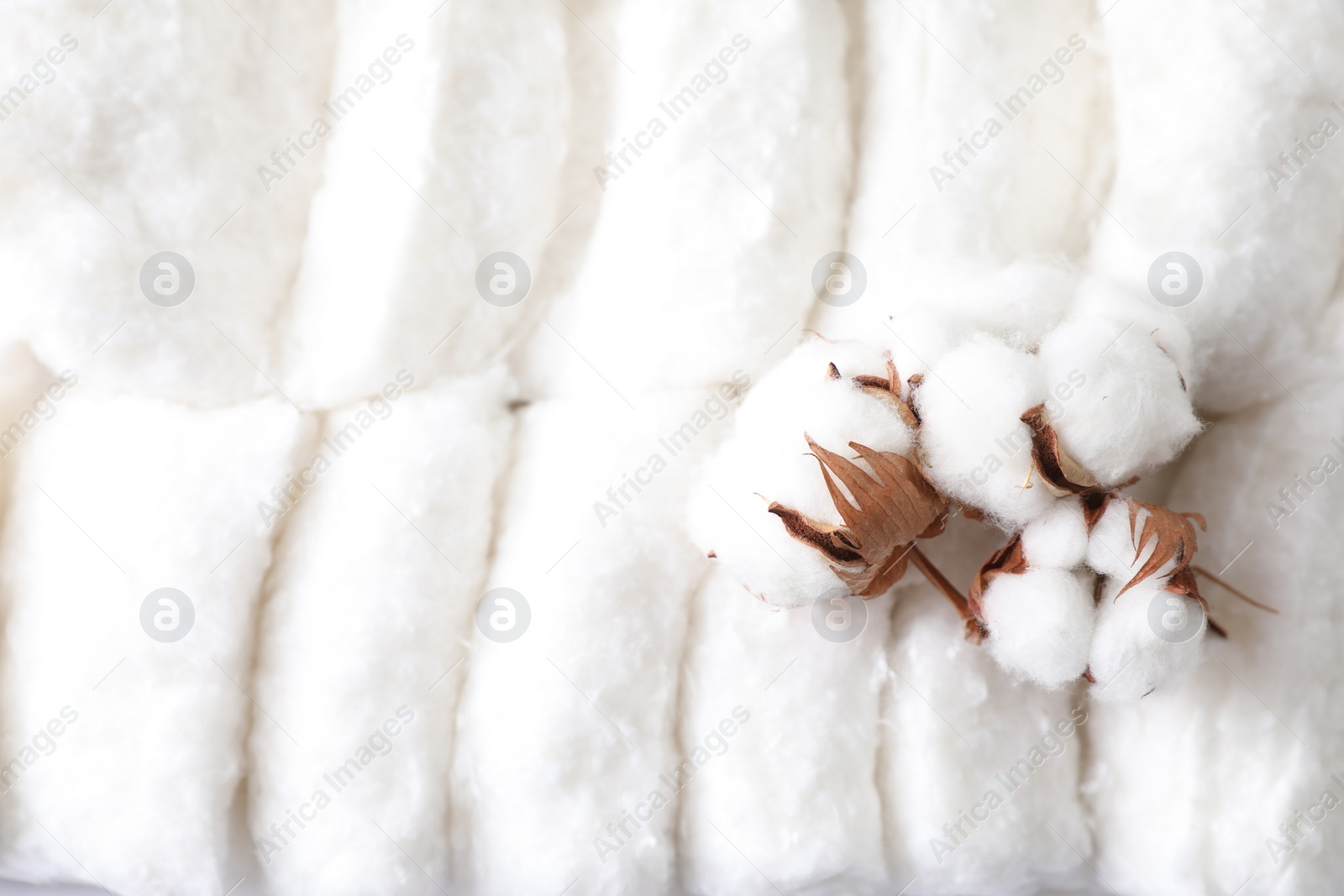 Photo of Soft flowers on clean cotton, top view. Space for text