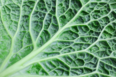 Photo of Leaf of fresh savoy cabbage as background, closeup