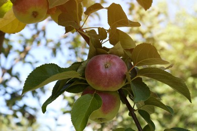 Fresh and ripe apples on tree branch, closeup