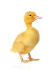 Cute fluffy gosling on white background. Farm animal