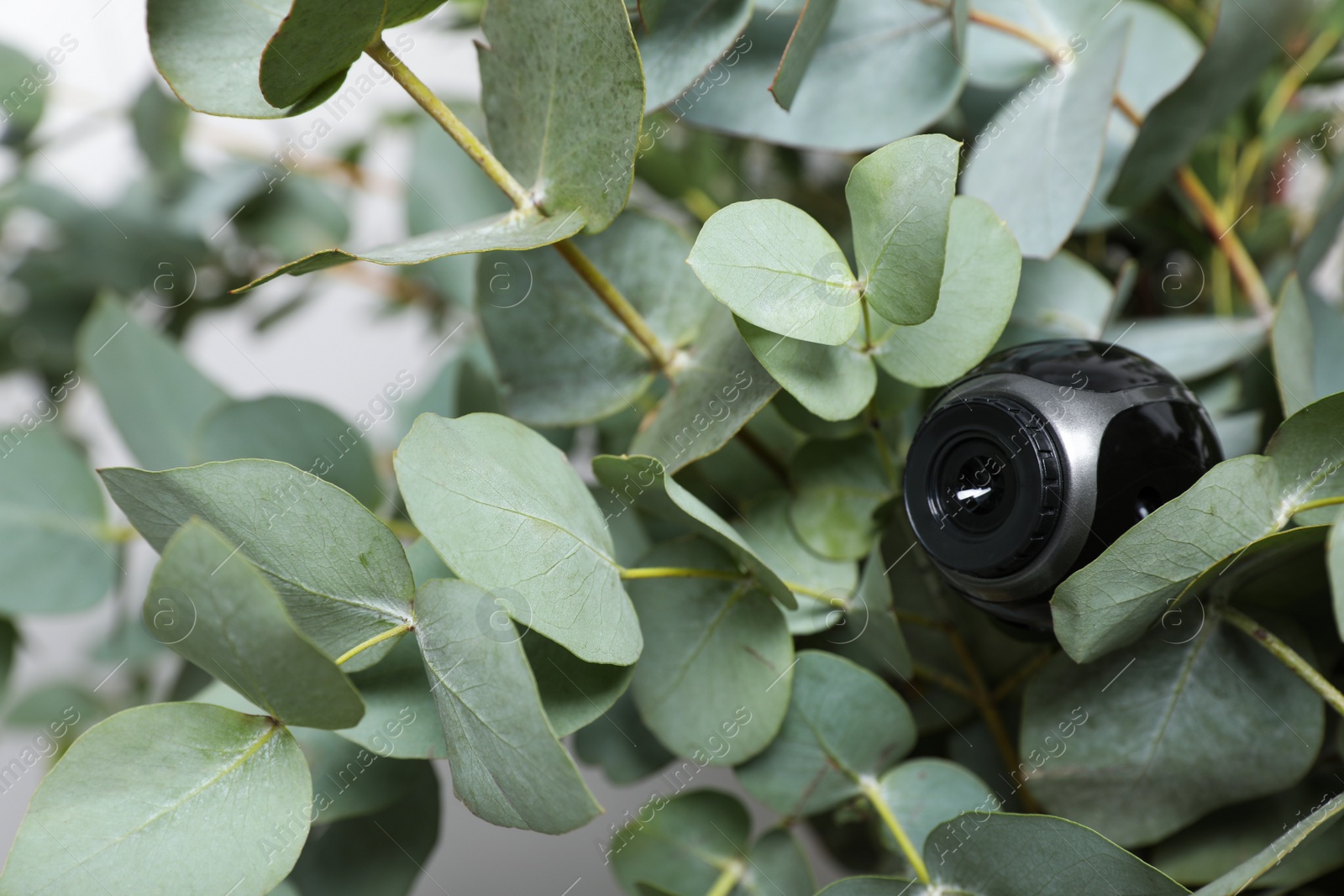 Photo of Small camera hidden in green houseplant foliage, closeup