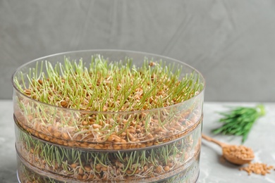 Wheat grass in sprouter on table against color background, closeup